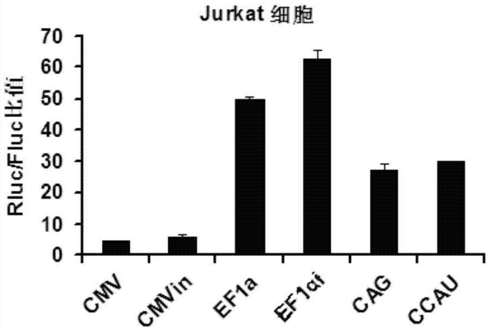 High-activity T-cell promoter and application thereof