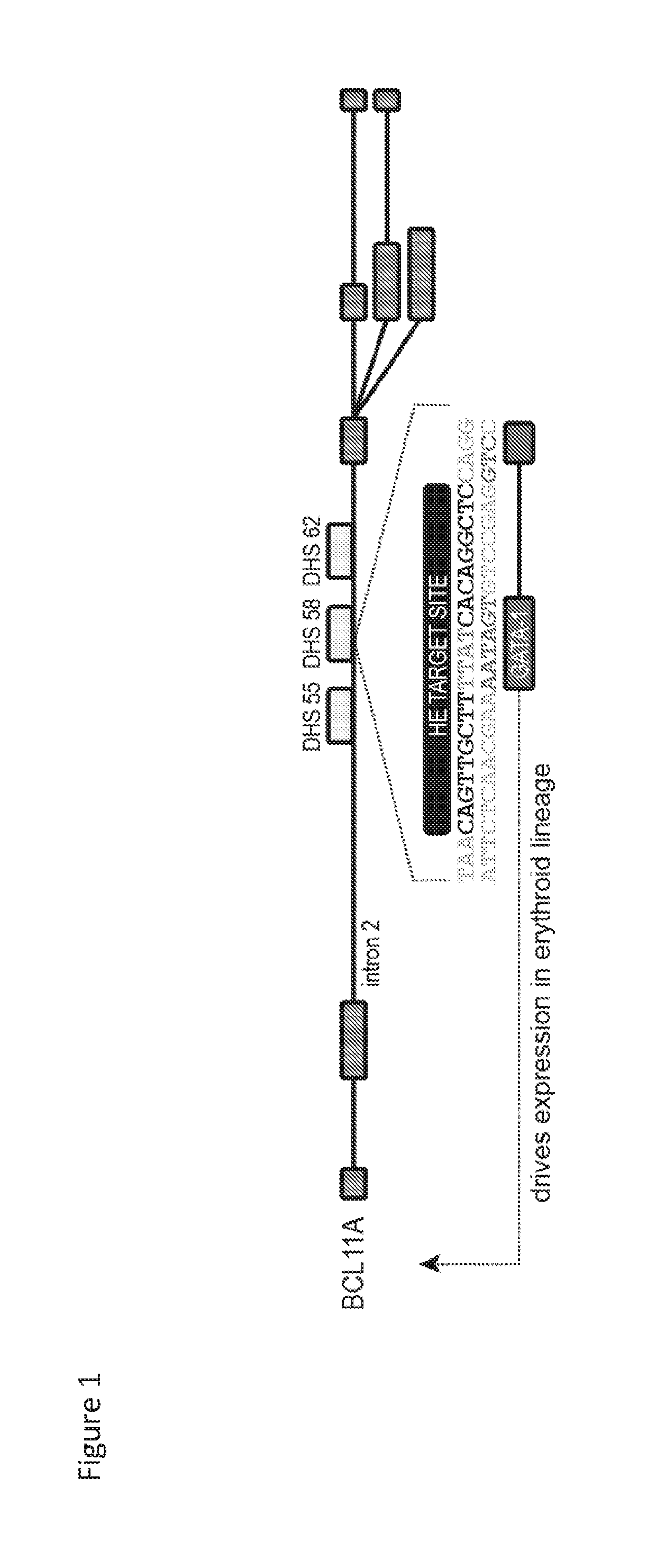 Bcl11a homing endonuclease variants, compositions, and methods of use