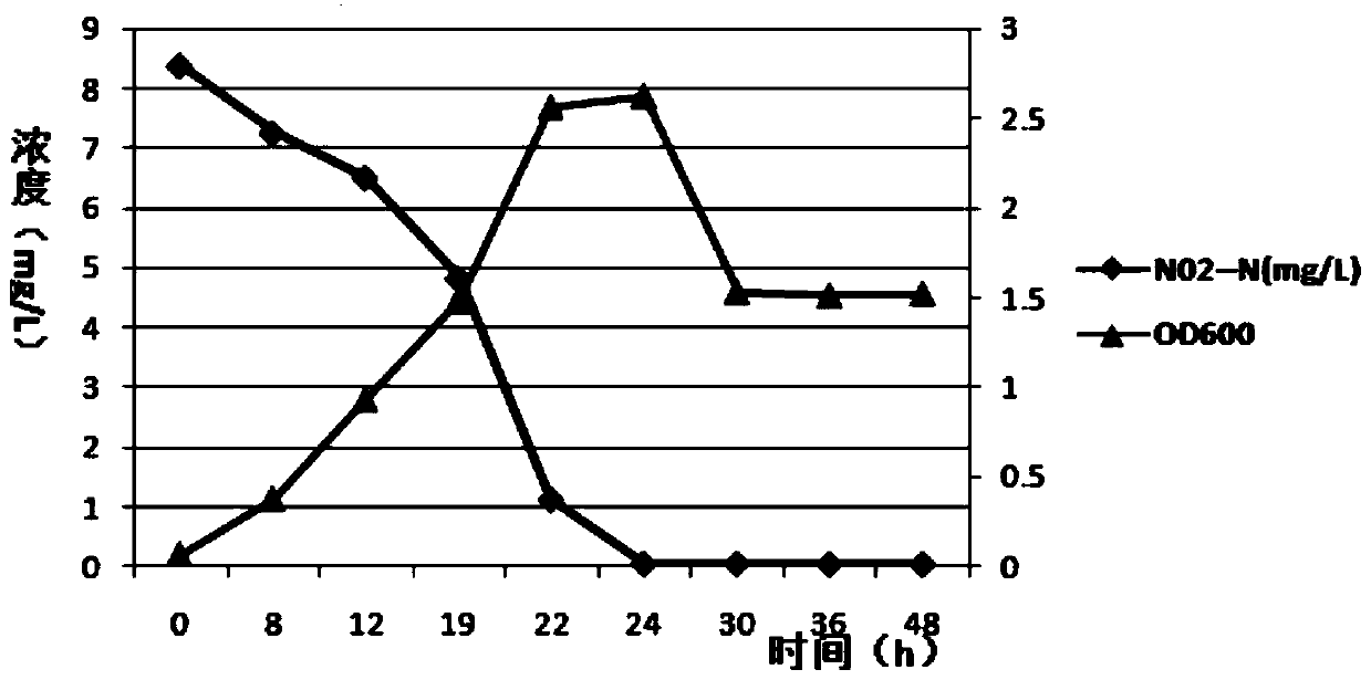 Klebsiella strains and their application in river sewage and rural domestic sewage containing ammonia nitrogen