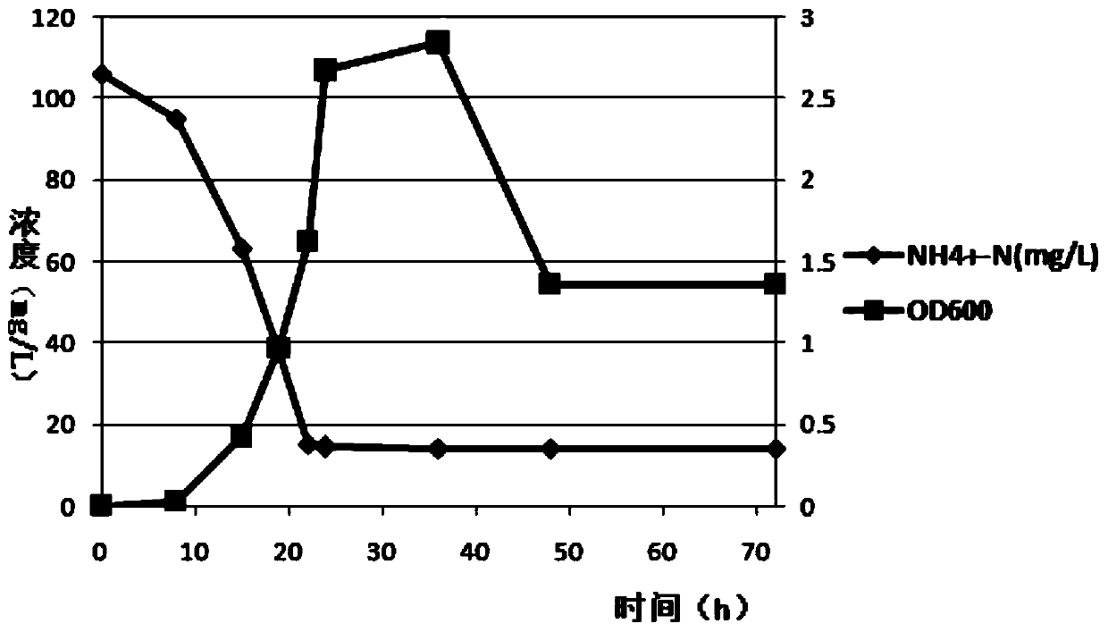 Klebsiella strains and their application in river sewage and rural domestic sewage containing ammonia nitrogen