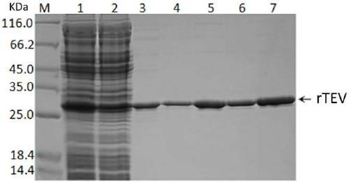 TEV protease mutant, gene, biomaterial, preparation method, reagent, or reagent kit and application