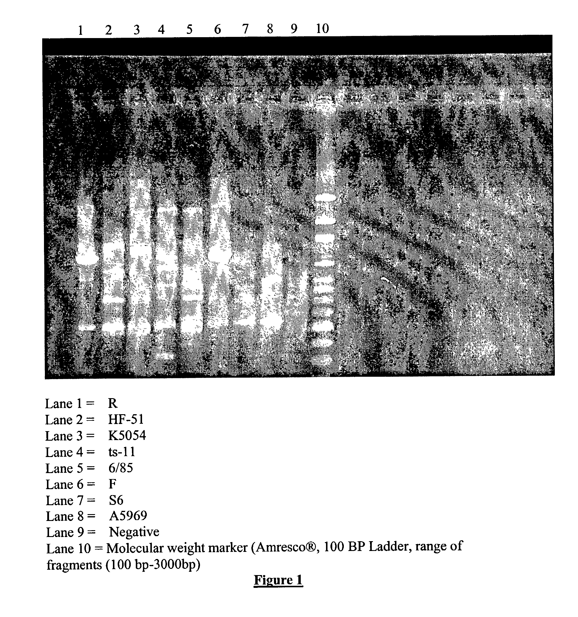 Mycoplasma gallisepticum formulation