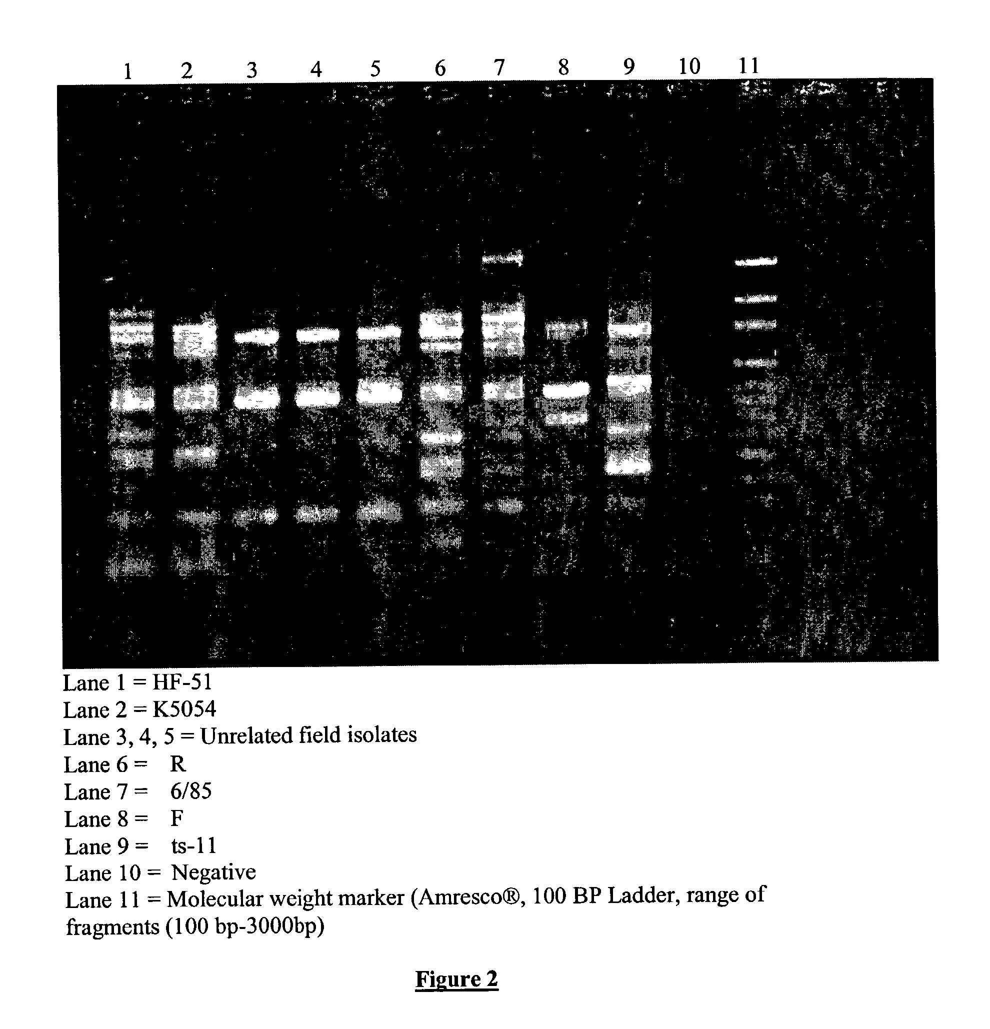 Mycoplasma gallisepticum formulation