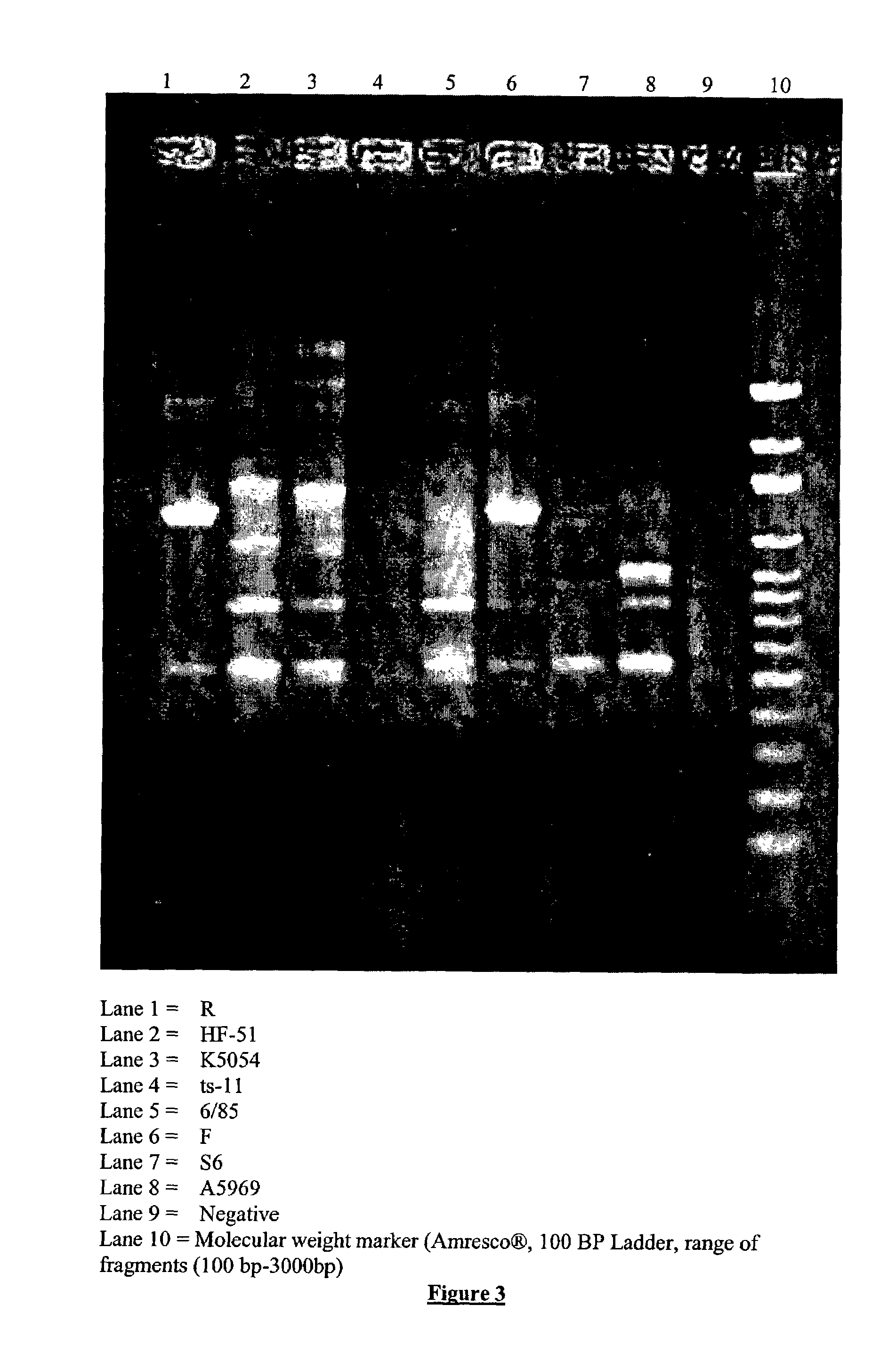 Mycoplasma gallisepticum formulation