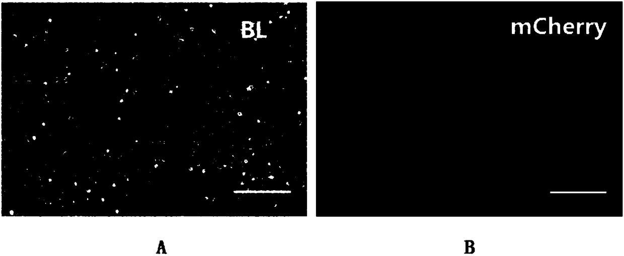 Method for preparing feed layer cells by using R6-MEF carried with Xist Tale suppression transcription factor R6