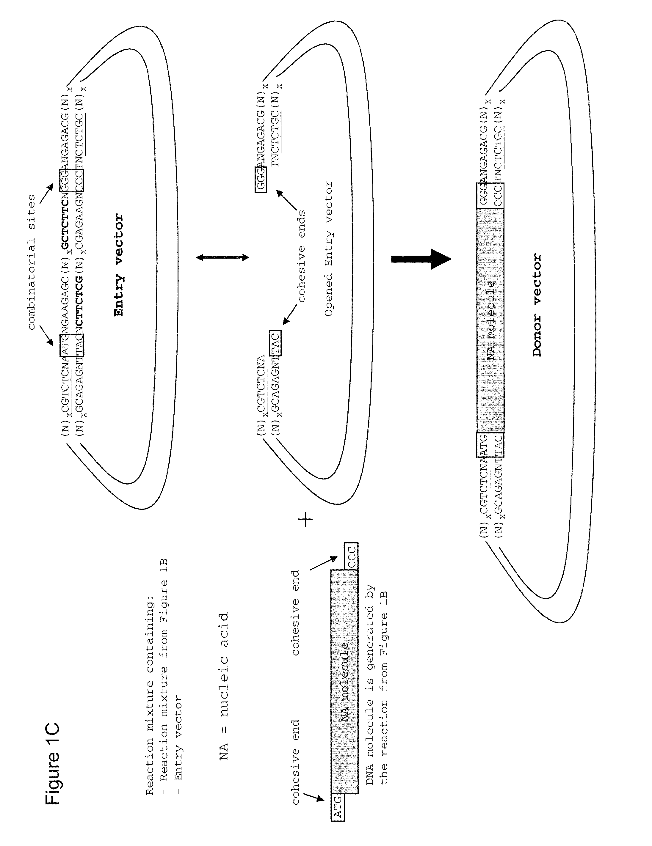 Method of cloning at least one nucleic acid molecule of interest using type iis restriction endonucleases, and corresponding cloning vectors, kits and system using type iis restriction endonucleases