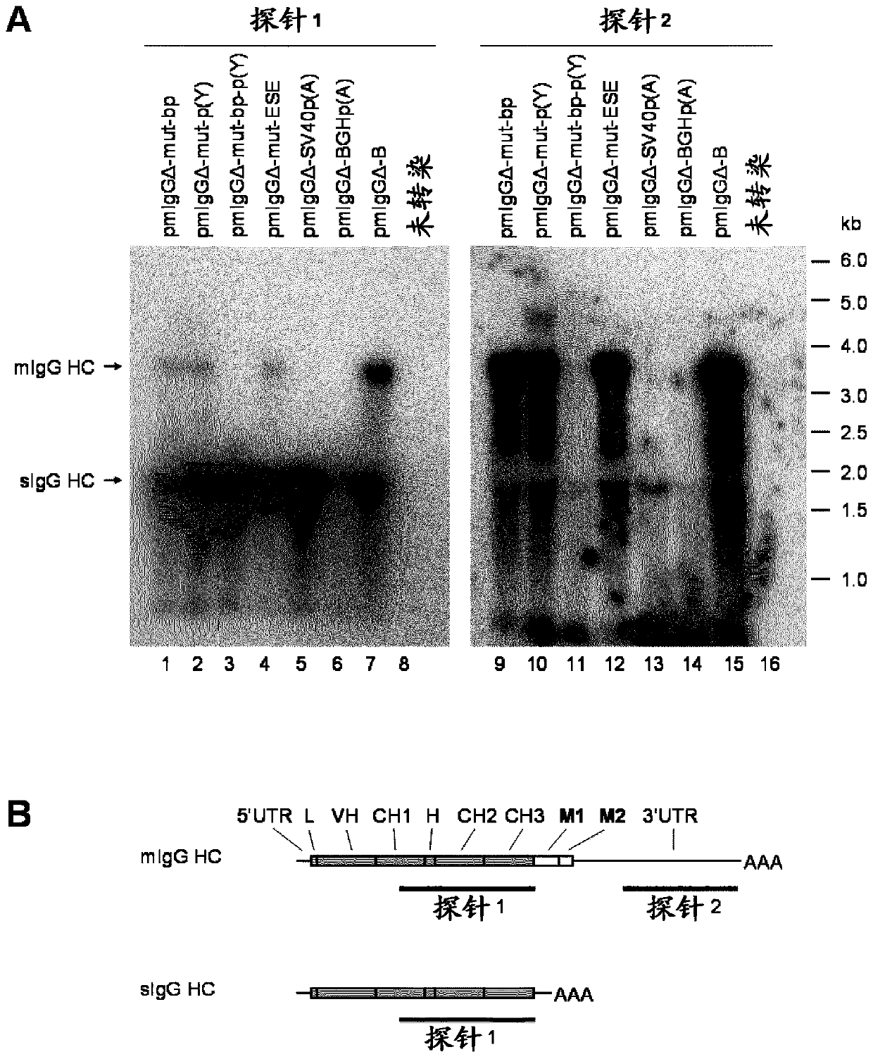 Improved method for selecting polypeptide producing cells