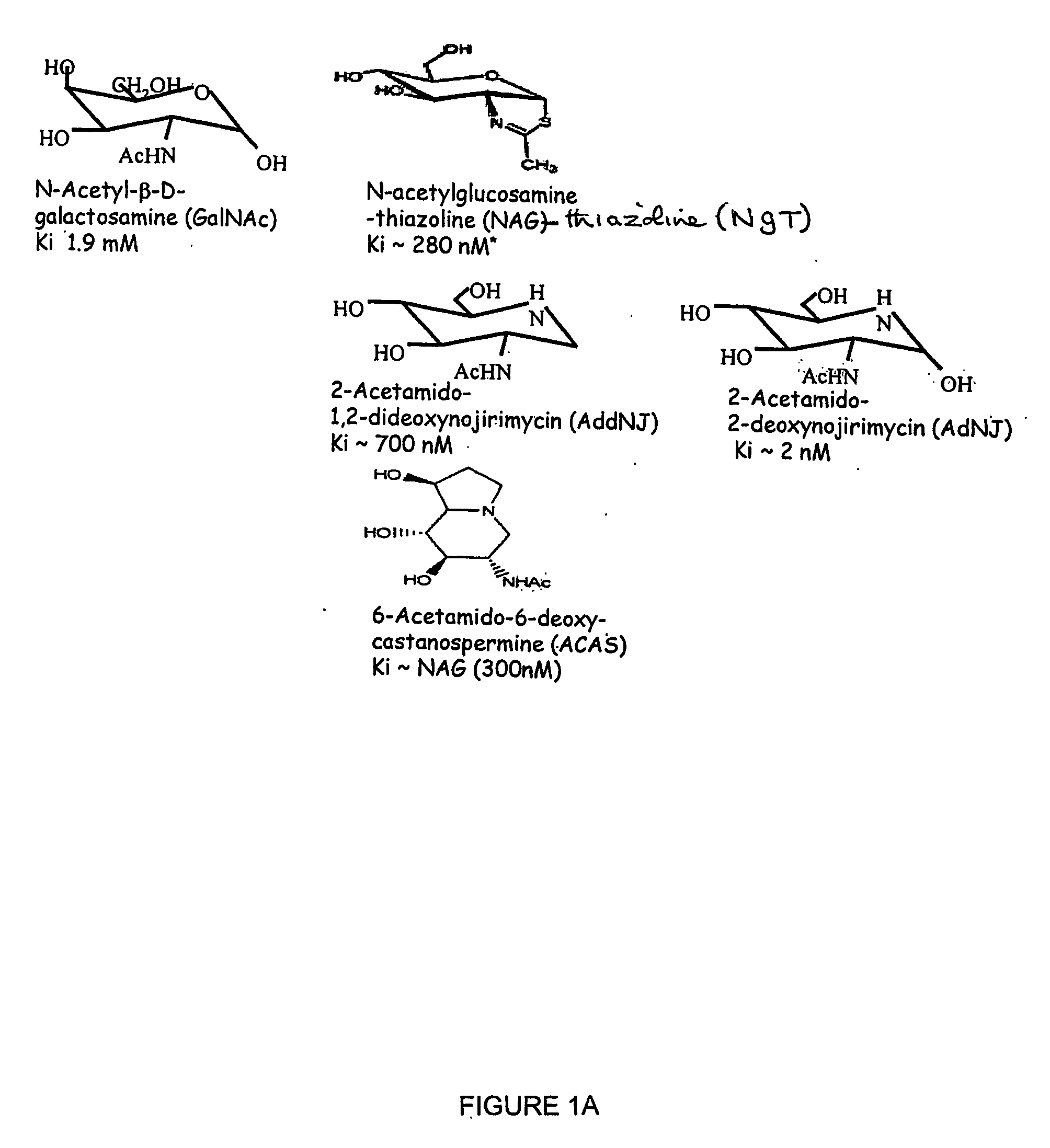 Treatment of tay sachs or sandhoff diseases by enhancing hexosaminidase activity