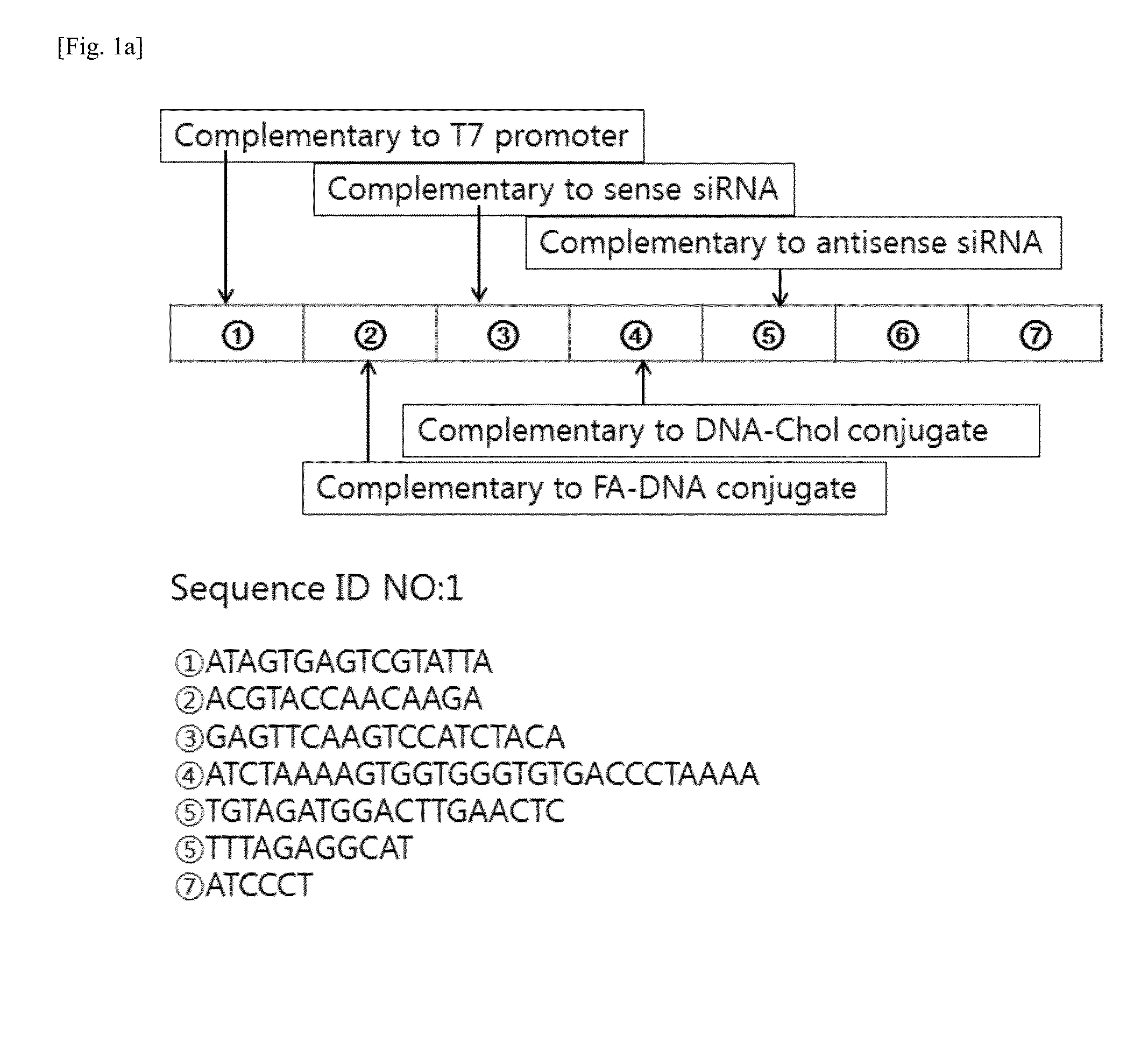 RNA/DNA nanoparticle for siRNA target-specific delivery and vehicle including the same