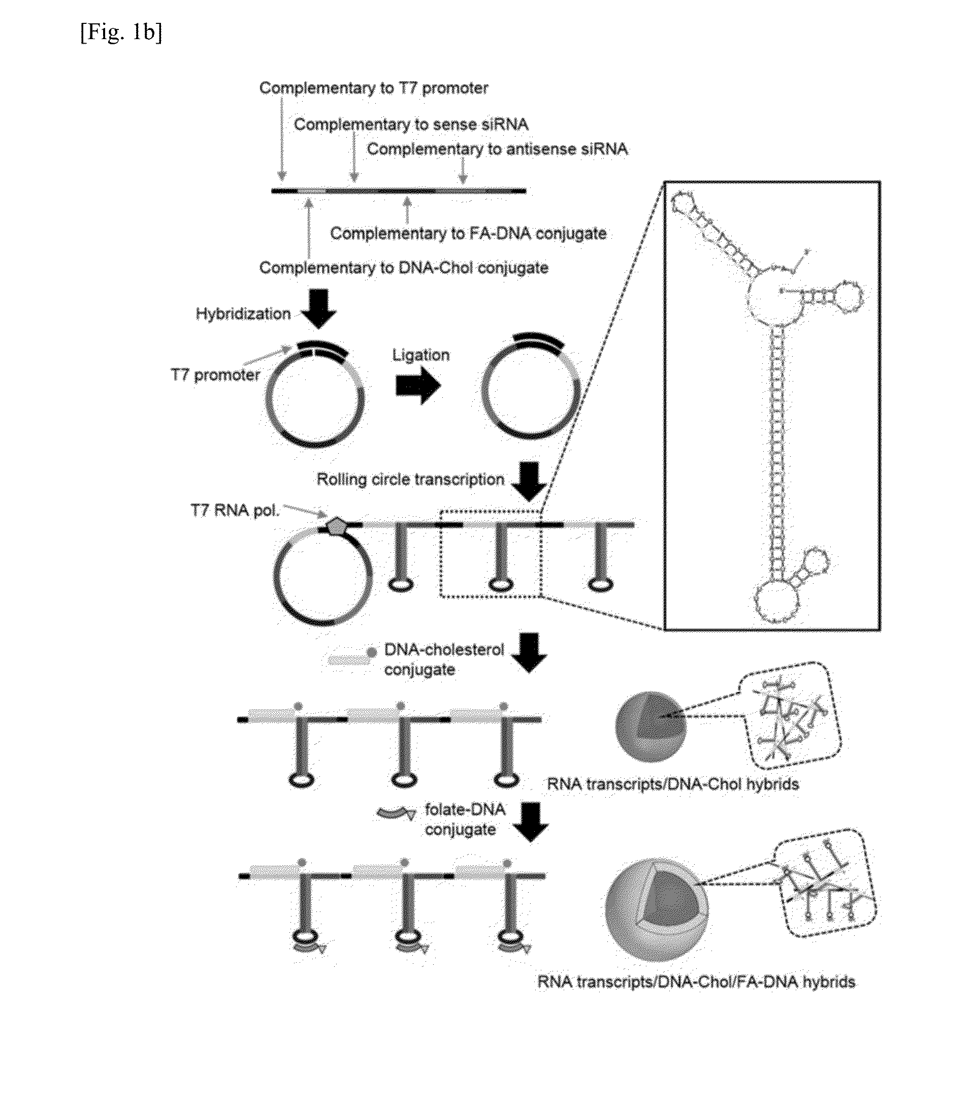 RNA/DNA nanoparticle for siRNA target-specific delivery and vehicle including the same