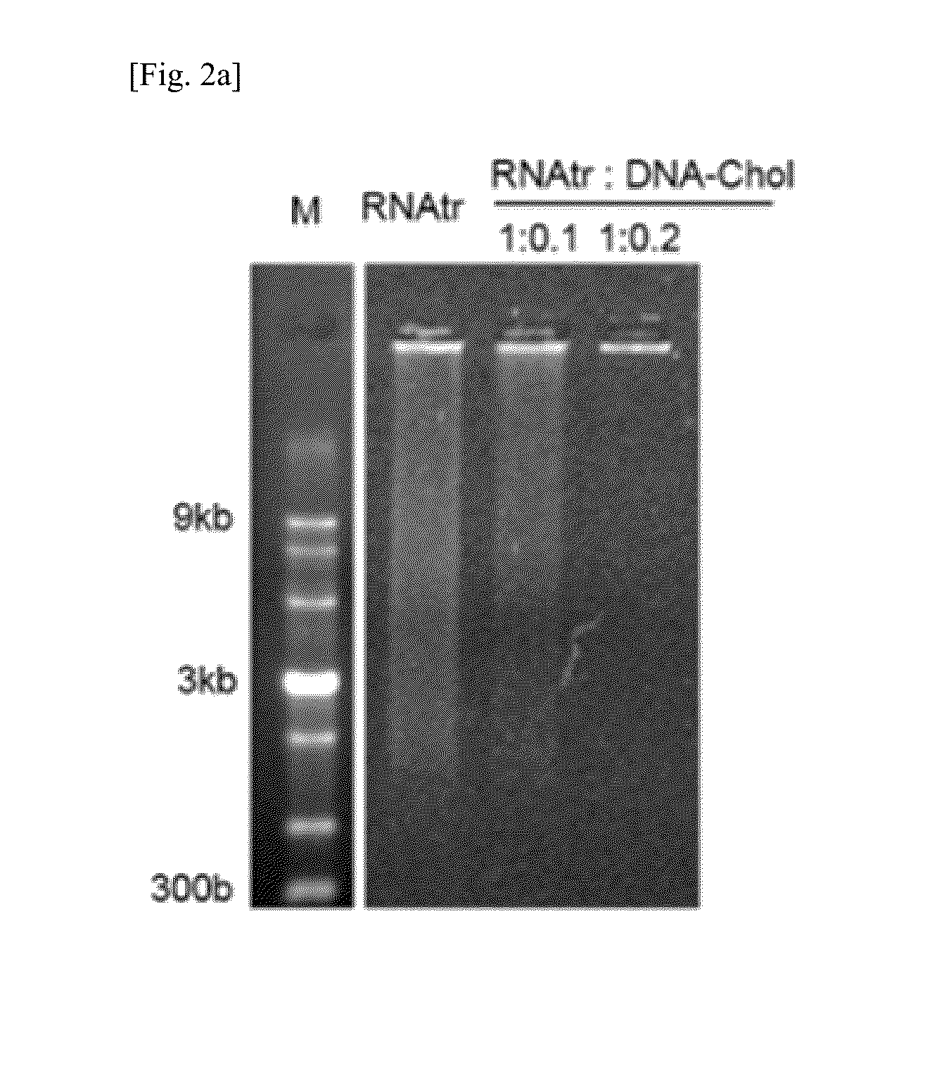 RNA/DNA nanoparticle for siRNA target-specific delivery and vehicle including the same