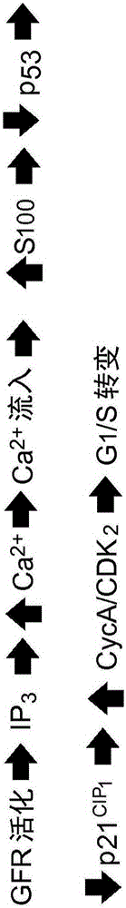 T-type calcium channel inhibitors for treatment of cancer