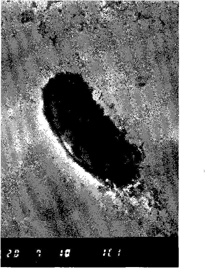 Environmentally-friendly breeding of bacillus subtilis for producing 2,3-butanediol by fermentation with glucose substrate