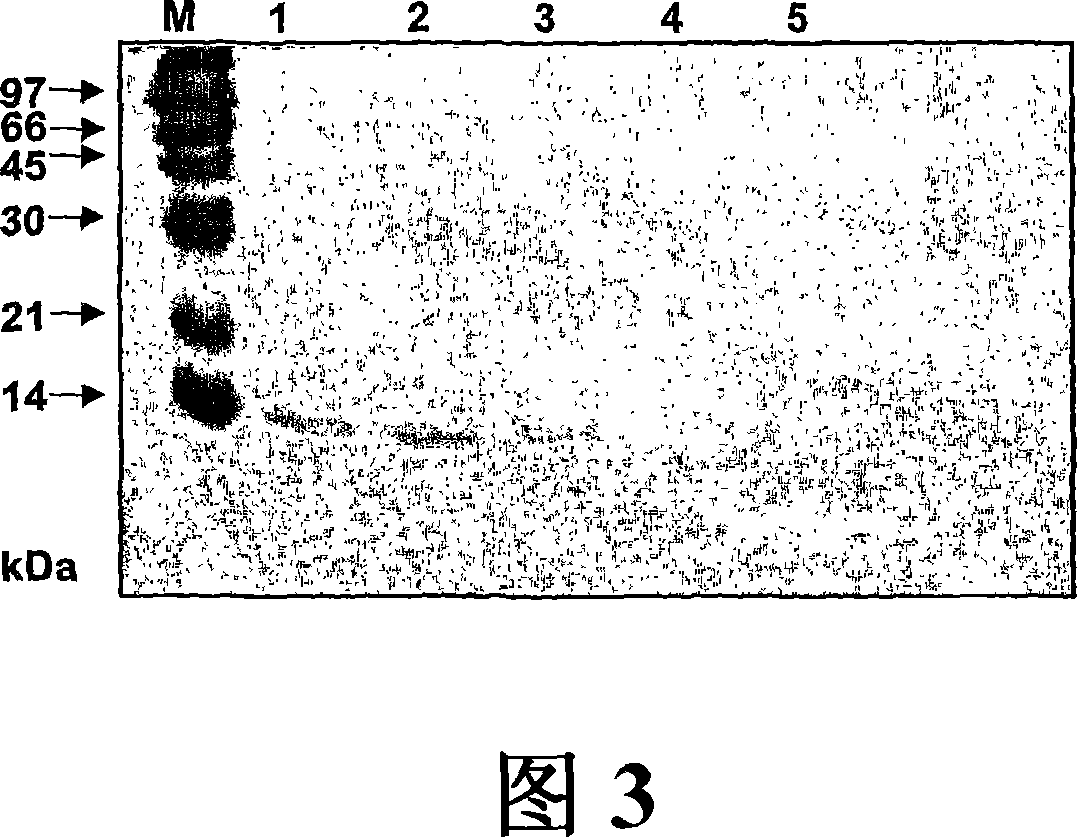 Protein allergens derivative