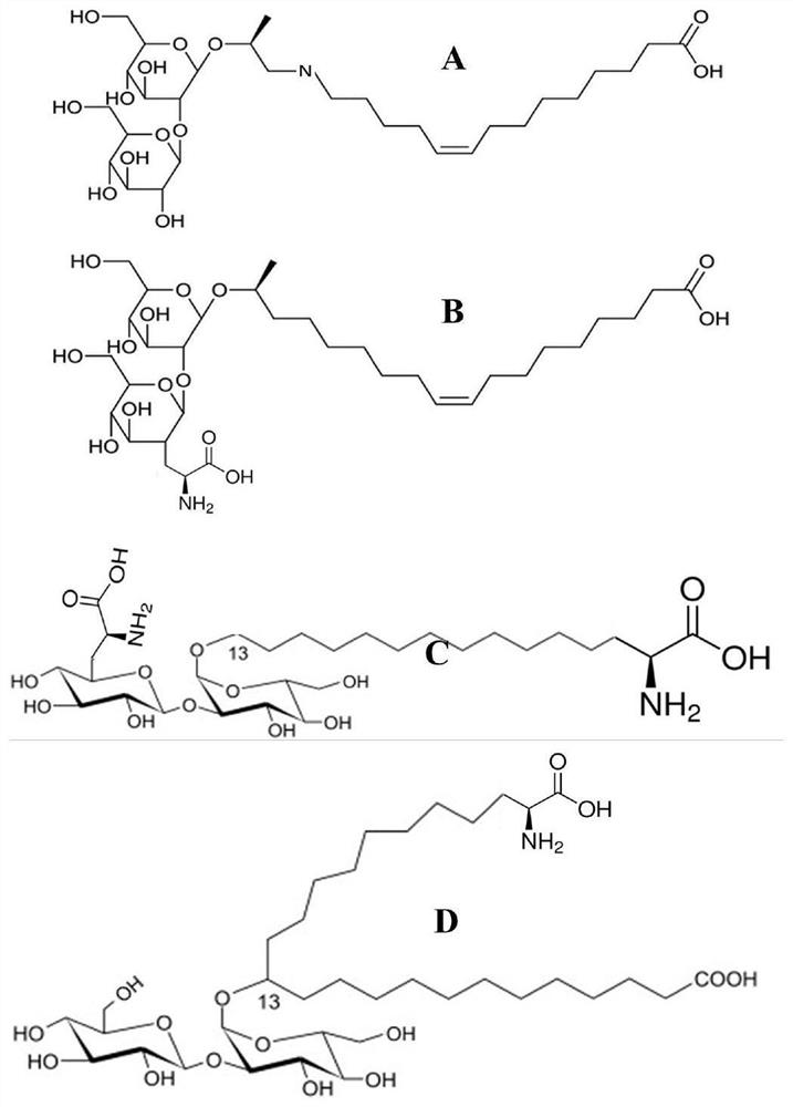 A kind of amphoteric glycolipid biosurfactant and preparation method thereof