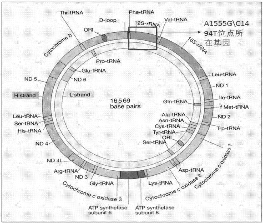 Primer and method for detecting gene mutation of mitochondria related drug-induced deafness