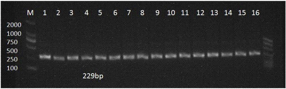 Primer and method for detecting gene mutation of mitochondria related drug-induced deafness