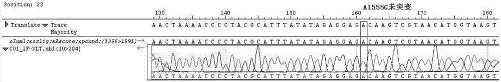 Primer and method for detecting gene mutation of mitochondria related drug-induced deafness