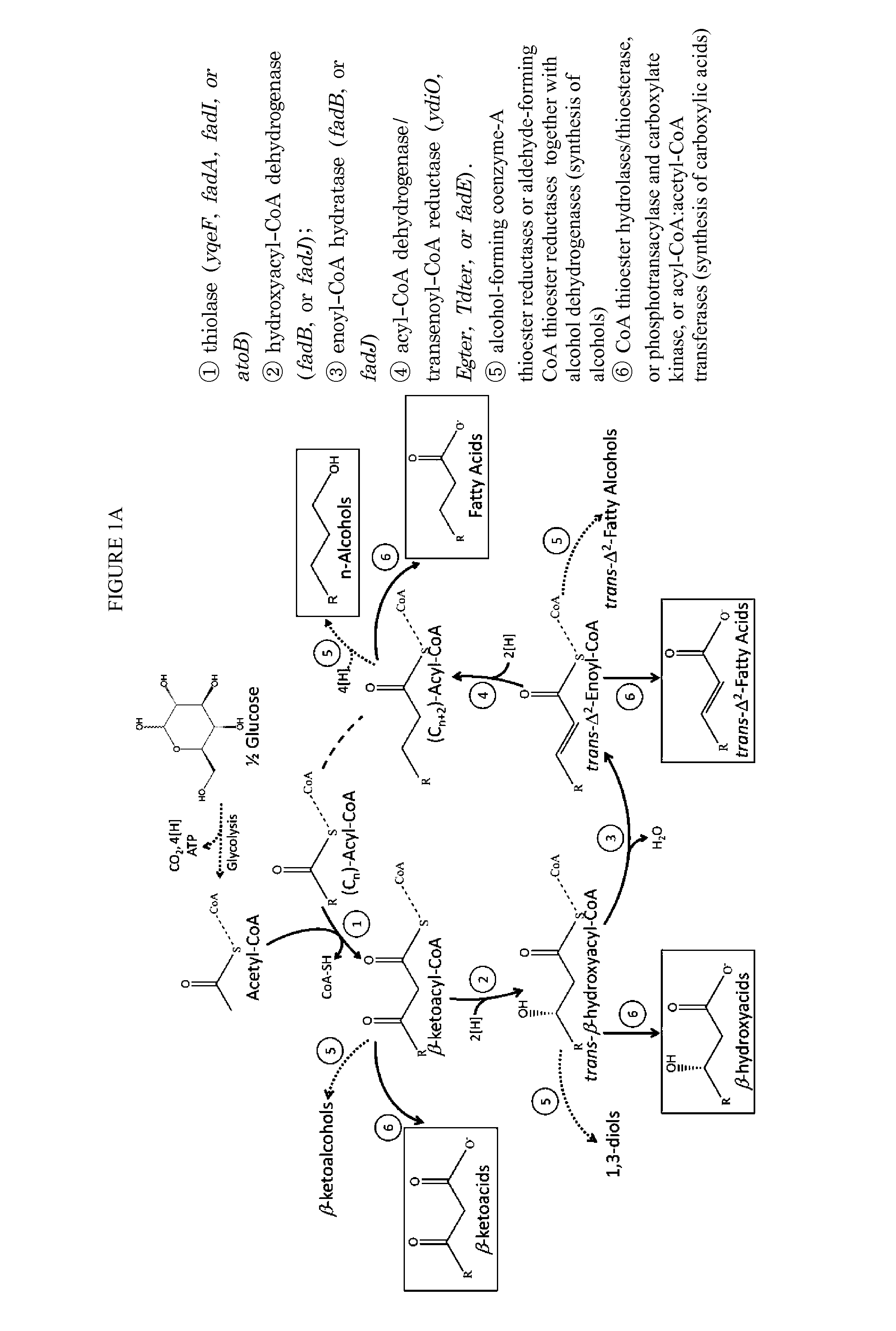 Reverse beta oxidation pathway