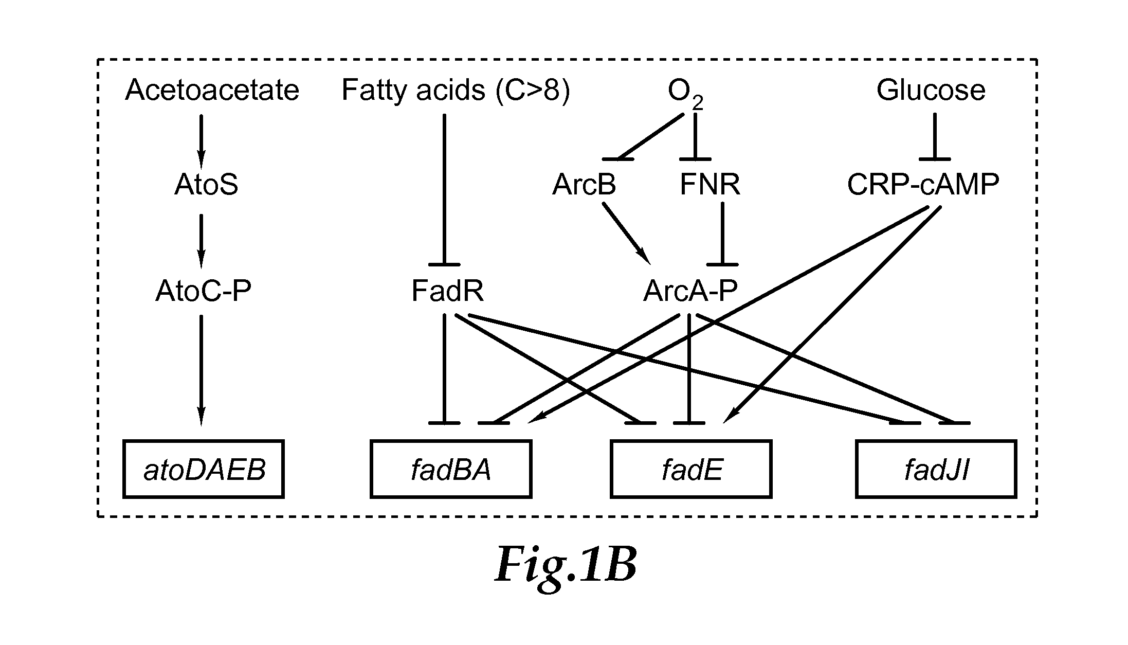 Reverse beta oxidation pathway