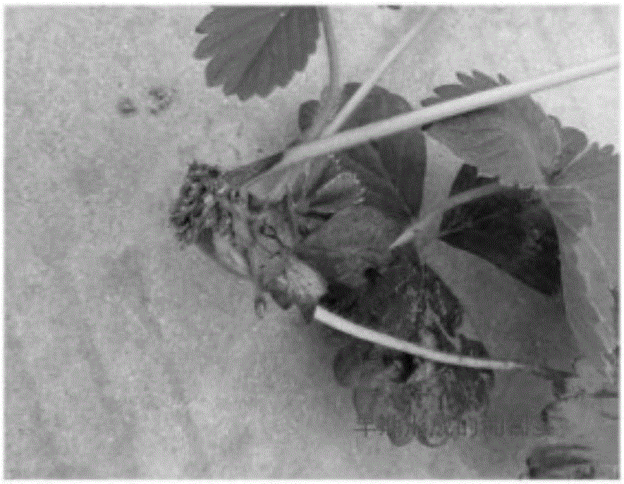 Novel method for efficient and rapid seedling establishment of strawberry stolons