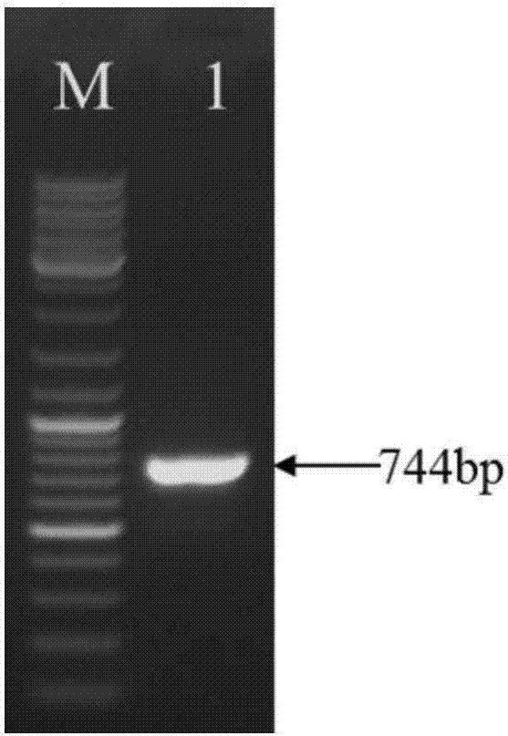 Recombinant staphylococcus aureus B enterotoxin protein and application thereof