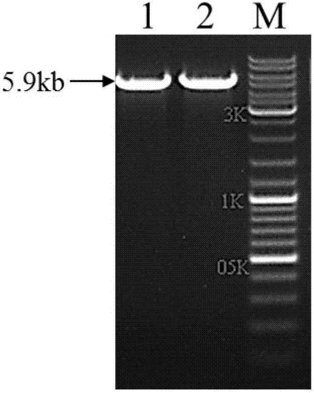 Recombinant staphylococcus aureus B enterotoxin protein and application thereof