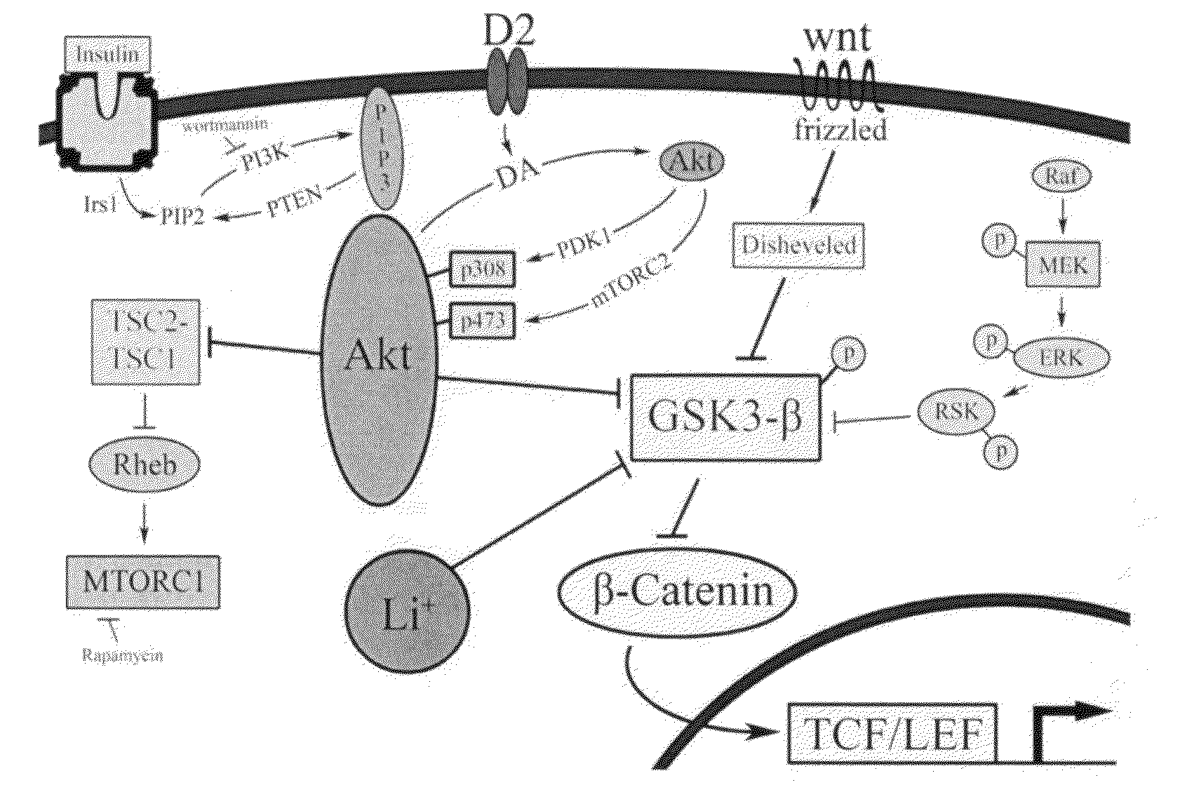 Uses of chemicals to modulate GSK-3 signaling for treatment of bipolar disorder and other brain disorders