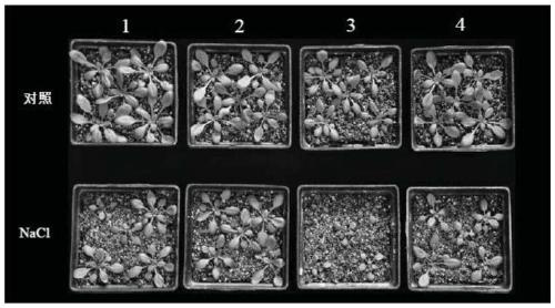 Tamarix chinensis plasma membrane Na+/H+ antiporter gene and application thereof