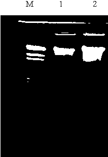 AFB1 degrading bacterium and degrading enzyme