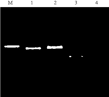 AFB1 degrading bacterium and degrading enzyme