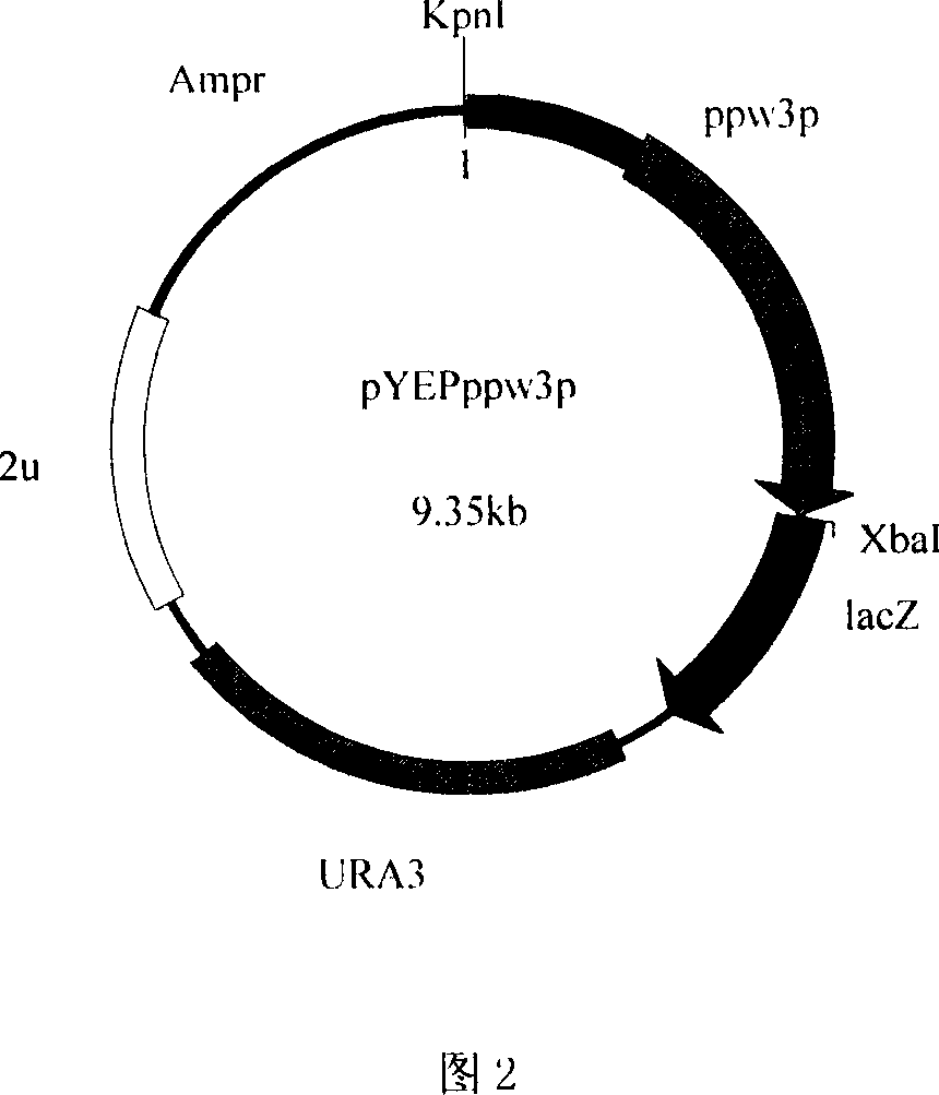 Pichia pastoris omega3-fatty acid dehydrogenase promoter sequence and use thereof