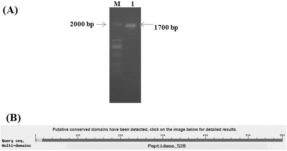 A new proline-specific endoprotease gene and its application