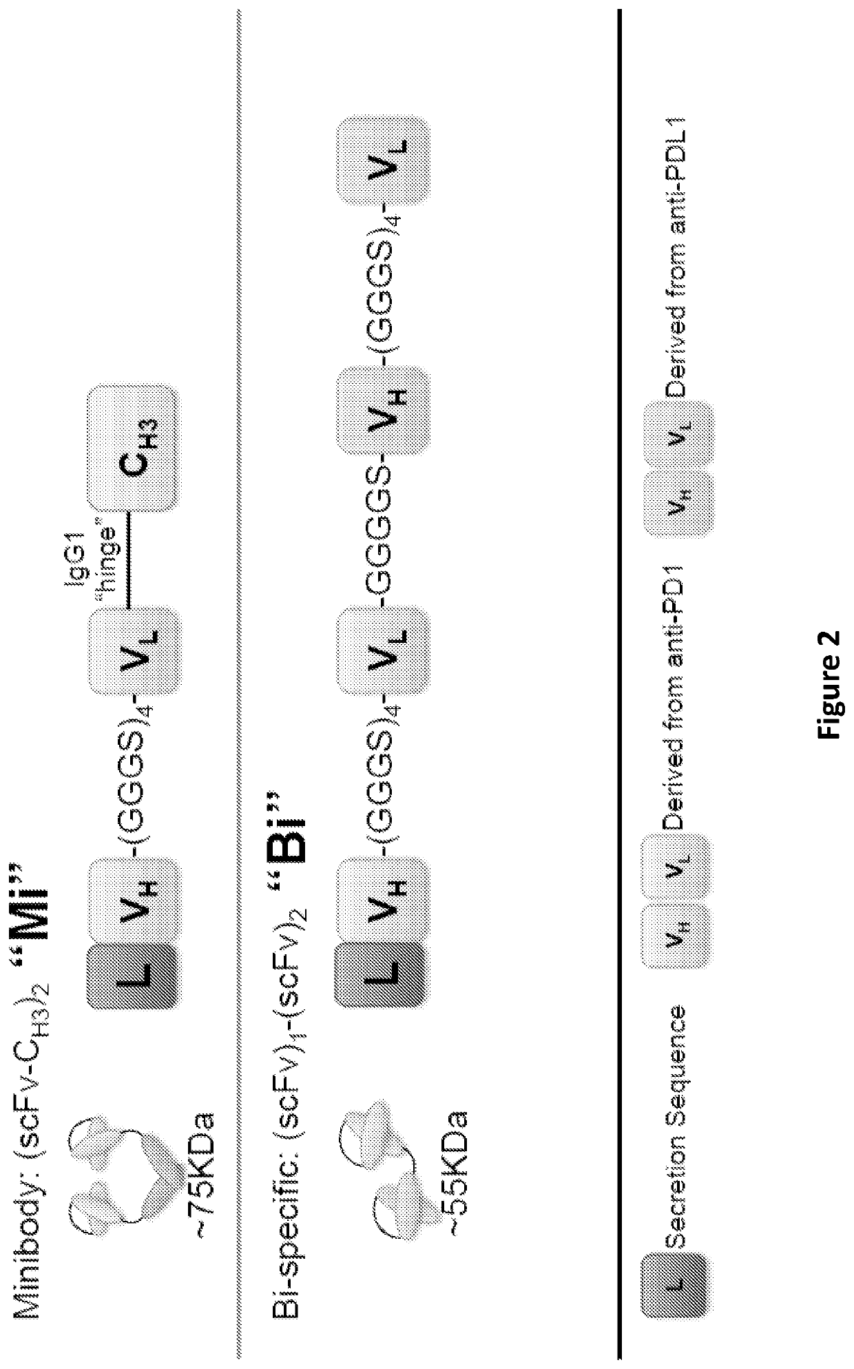 Cell secreted minibodies and uses thereof