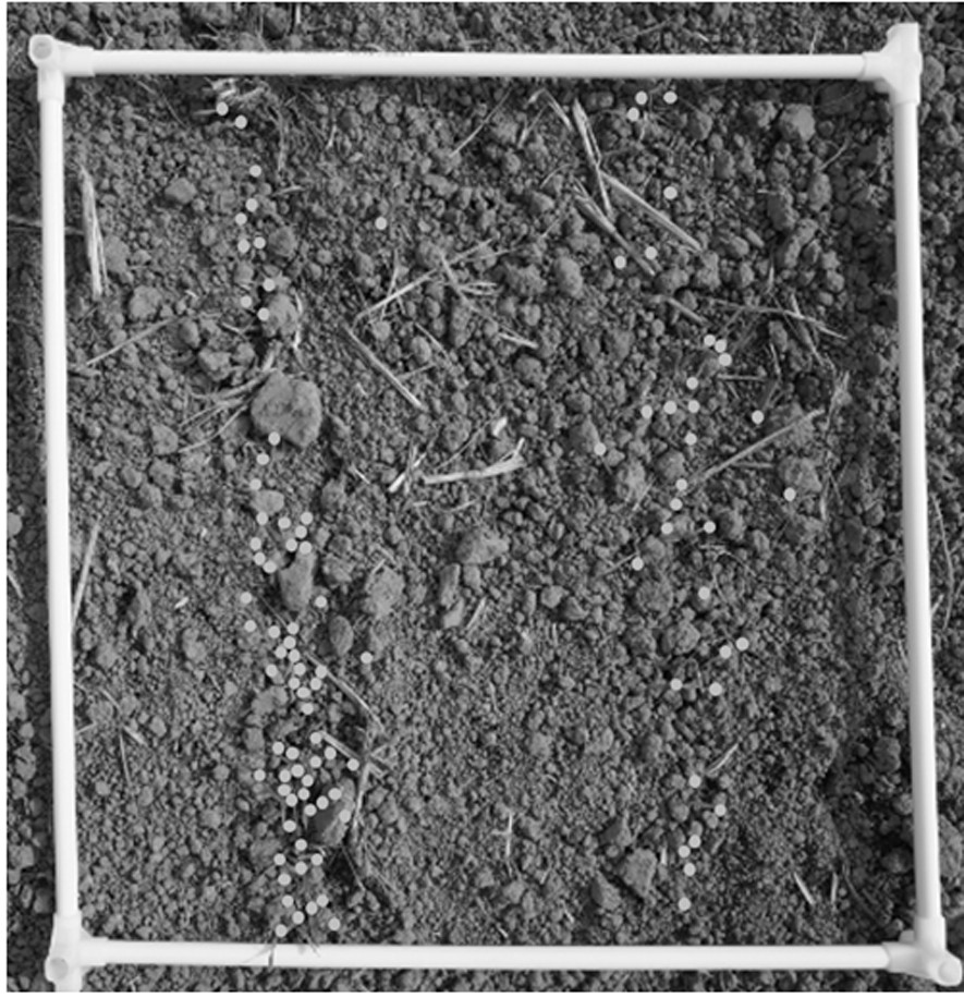 Quantitative evaluation method for wheat seedling pattern characteristics