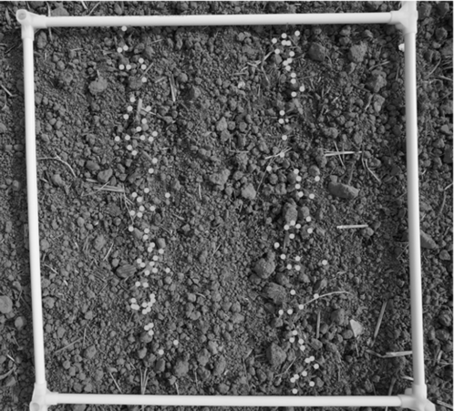 Quantitative evaluation method for wheat seedling pattern characteristics