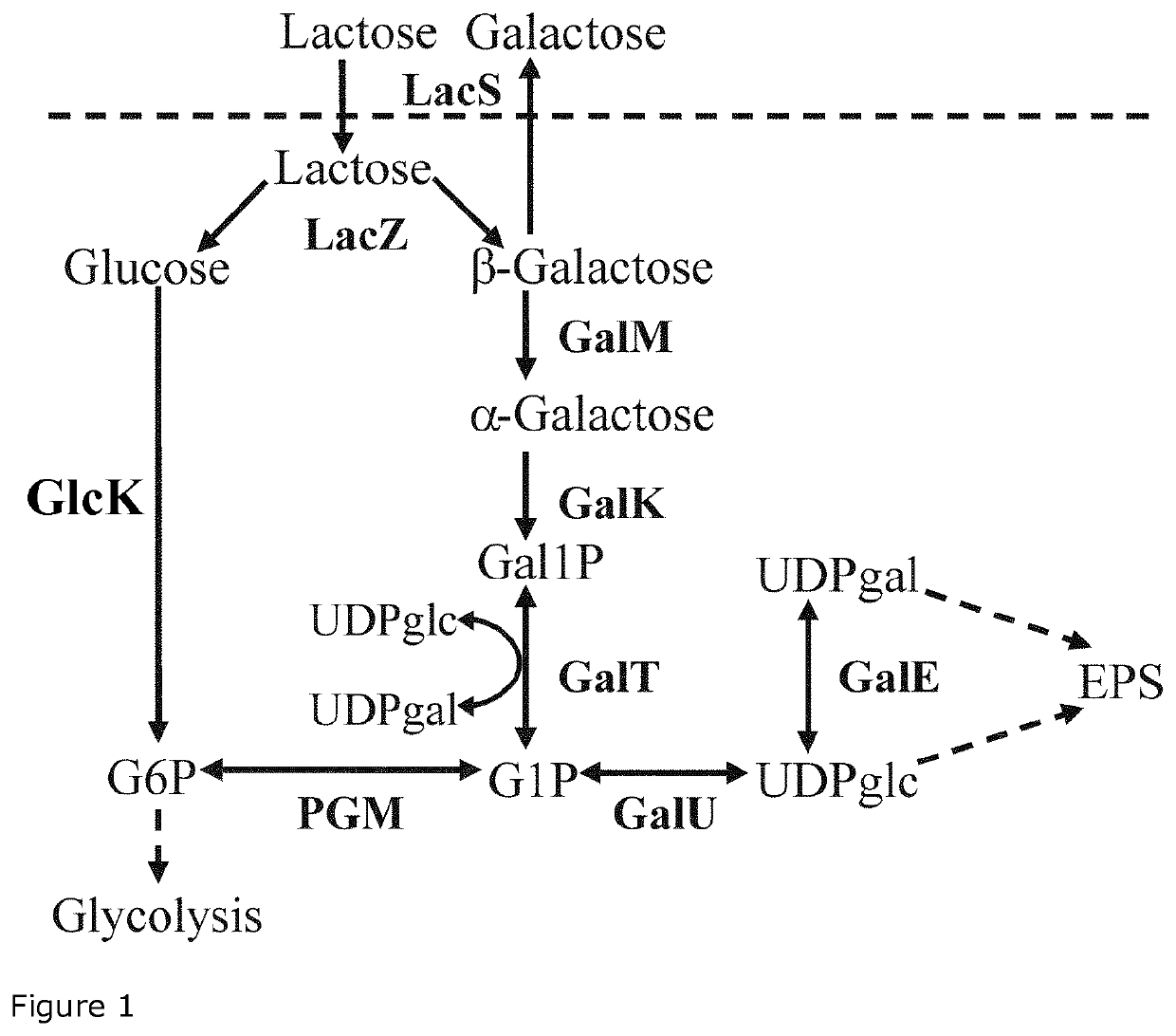 Use of lactic acid bacteria for preparing fermented food products with increased natural sweetness