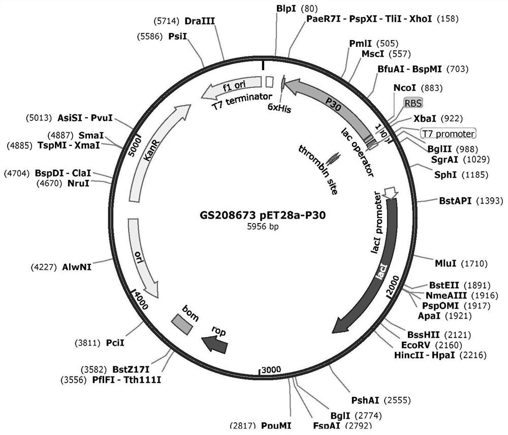 Kit and detection method capable of synchronously detecting African swine fever virus antigens and antibodies in swine blood