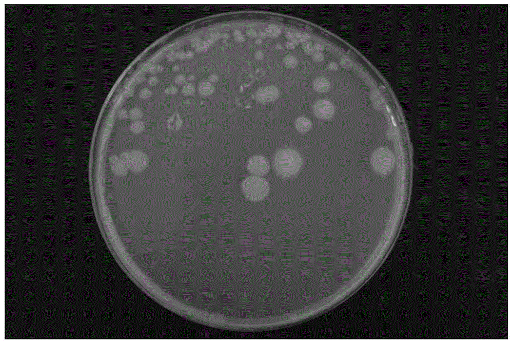 Bacterium for effectively degrading glyphosate