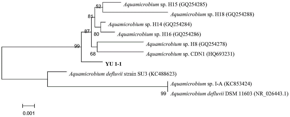 Bacterium for effectively degrading glyphosate