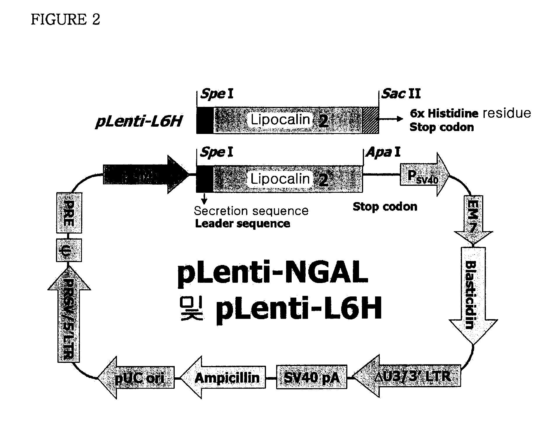 Therapeutic agent comprising lipocalin 2 against cancer metastasis, and methods of early diagnosis and inhibition of cancer metastasis using lipocalin 2