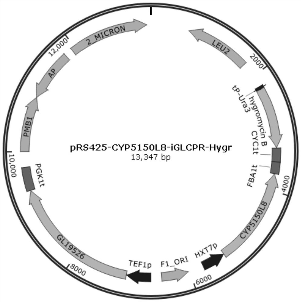 Cytochrome P450 enzyme and application thereof in synthesis of ganoderma lucidum triterpenoids