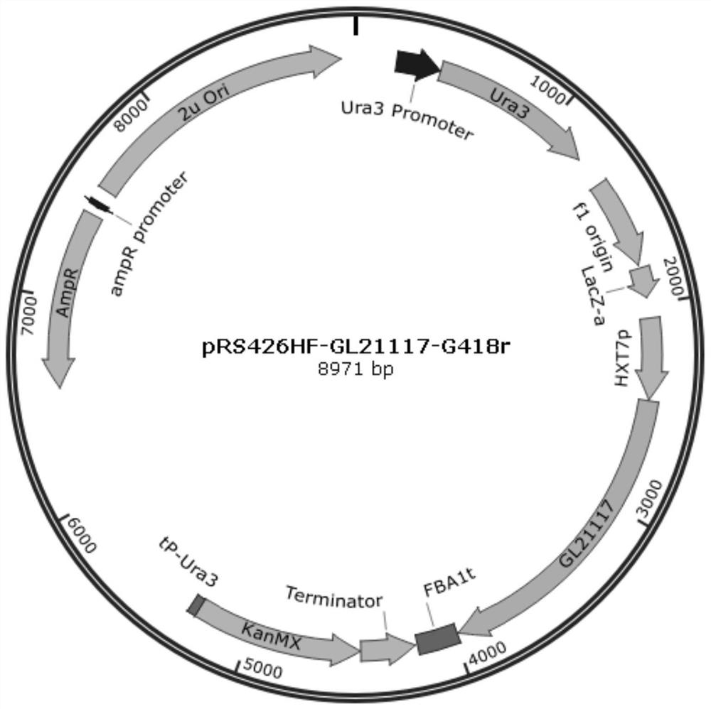 Cytochrome P450 enzyme and application thereof in synthesis of ganoderma lucidum triterpenoids