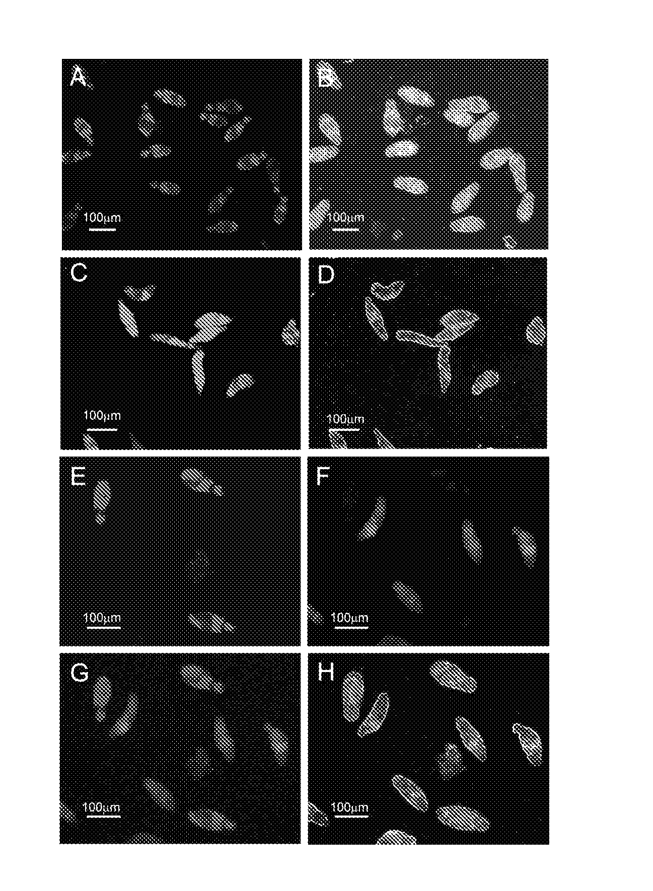 Dual Fluorescence Assay For Determining Viability Of Parasitic Or Non-Parasitic Worms