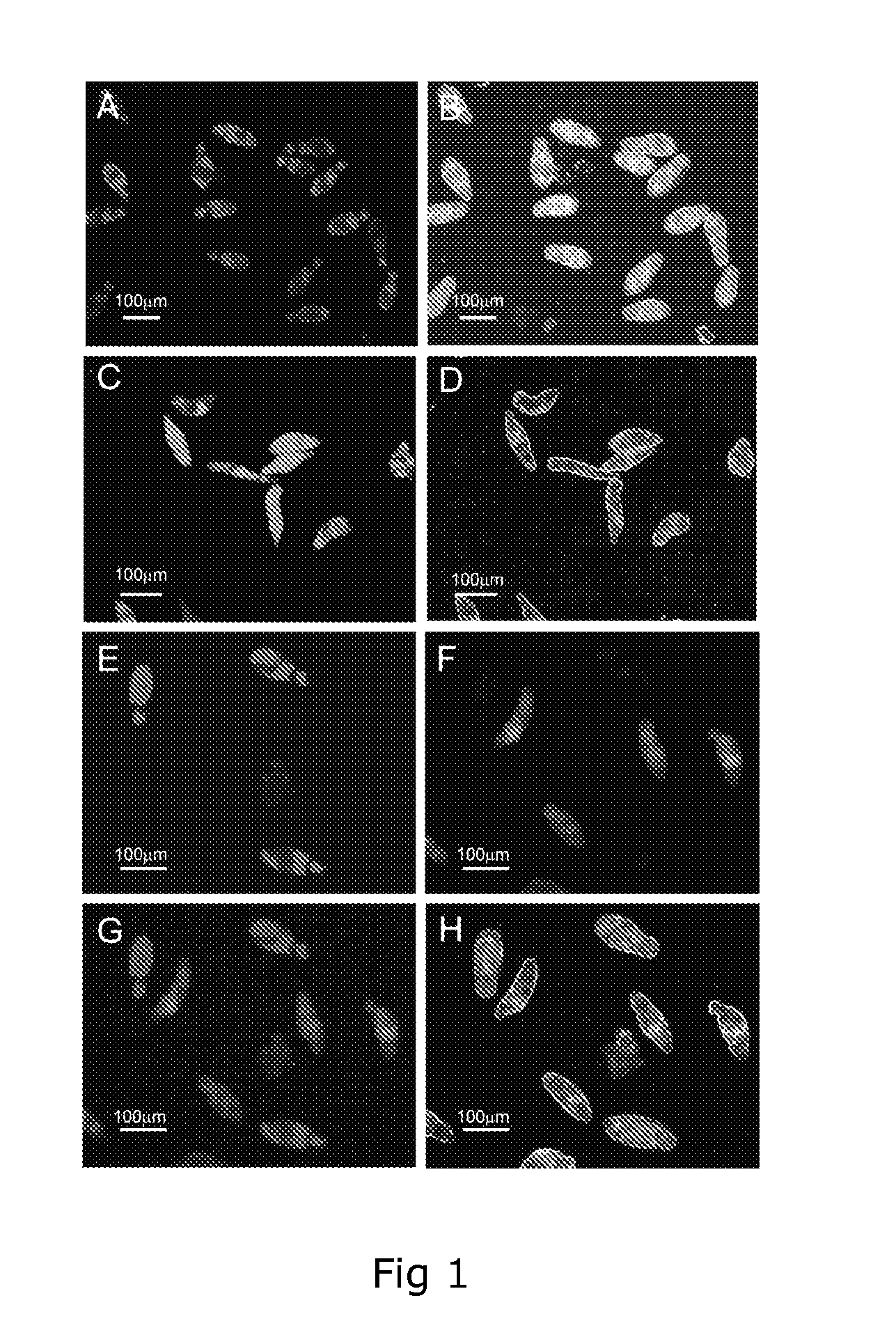 Dual Fluorescence Assay For Determining Viability Of Parasitic Or Non-Parasitic Worms