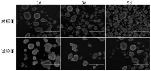 A kind of islet cell cryopreservation solution and its application method