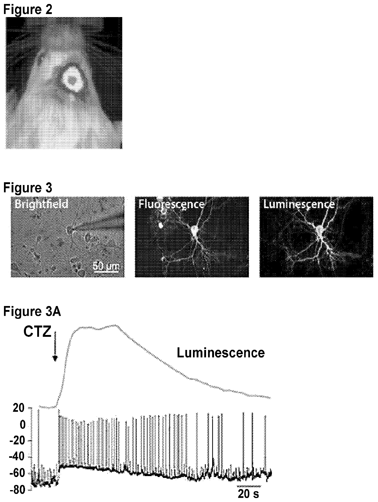 Minimally-invasive and activity-dependent control of excitable cells