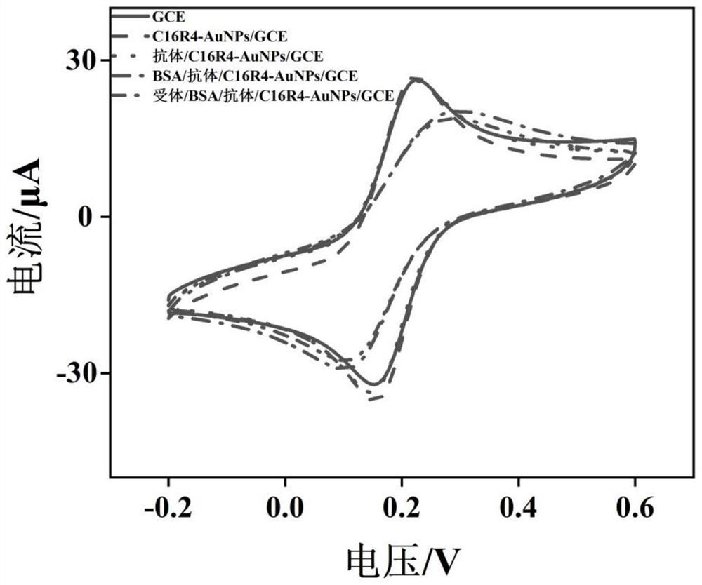 Polypeptide nanogold composite material and antibody penicillin receptor modified glassy carbon electrode and application thereof