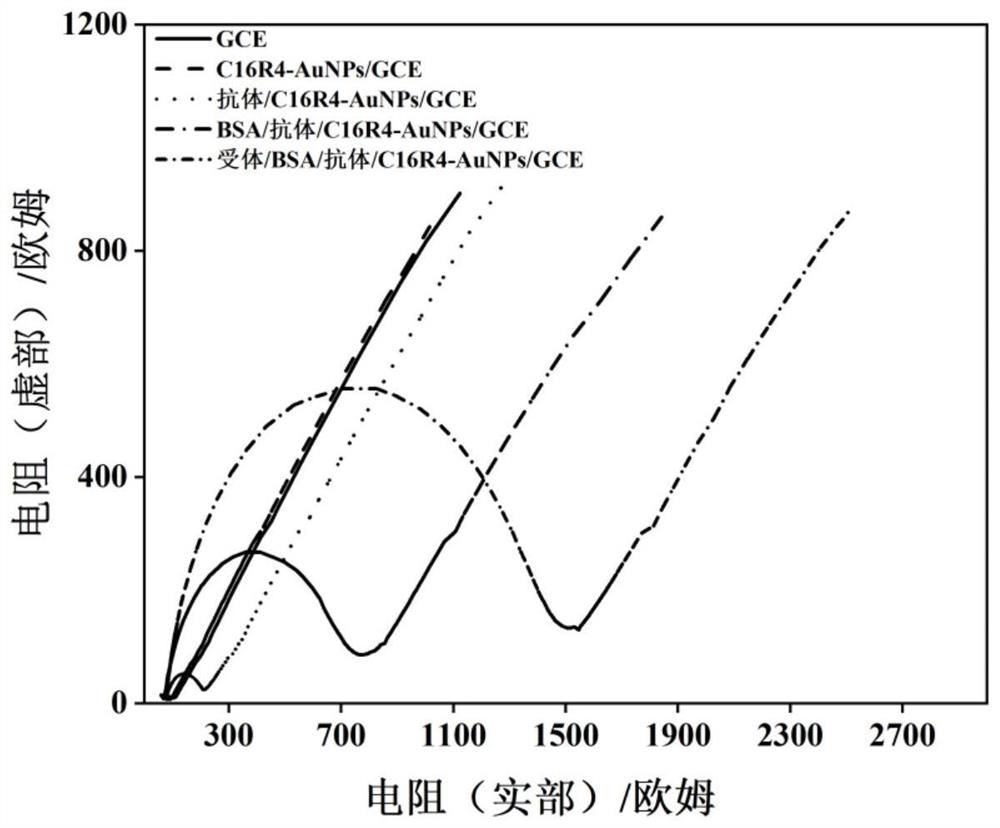 Polypeptide nanogold composite material and antibody penicillin receptor modified glassy carbon electrode and application thereof