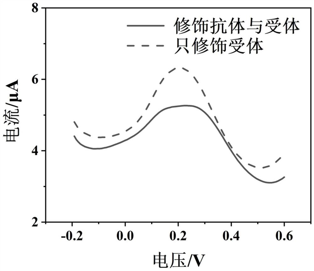 Polypeptide nanogold composite material and antibody penicillin receptor modified glassy carbon electrode and application thereof